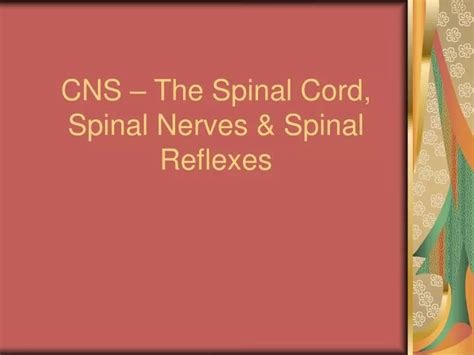 Ppt Cns The Spinal Cord Spinal Nerves And Spinal Reflexes Powerpoint