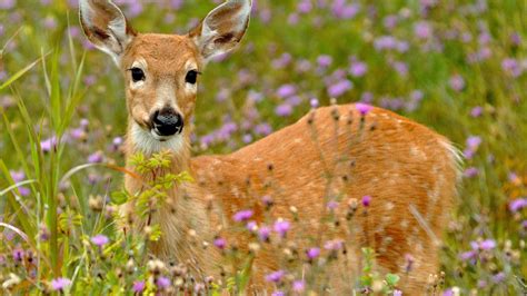 Awesome Deer Around Purple Flowers And Green Plants Hd Deer Wallpapers