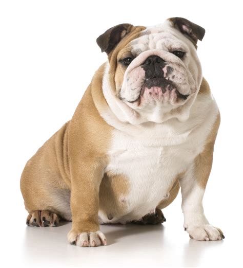 Learn how to recognize health problems and better care for your english bulldog. The Complications of an Elongated Soft Palate Surgery in ...