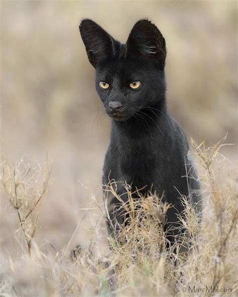 Rare Black Serval Cat Rare Cats Small Wild Cats Serval Cats