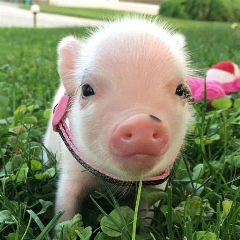 Pin By Pig Planet On Mini Pigs 2 Cute Animals Cute Baby Pigs Baby Pigs