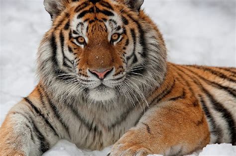 Harimau Siberia Predator Terbesar Di Dunia Saat Ini Ourstoryid