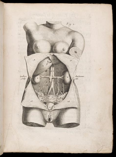 Physiology, structure, medical profession, morphology, healthy. Diagram of female internal organs including, kidneys, liver... | Wellcome Collection