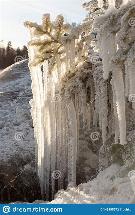 Long Icicles Hanging From Frozen Branch Stock Photo Image Of Frosty