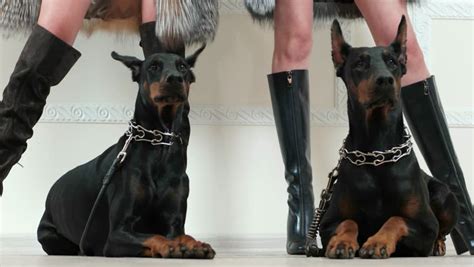 Beautiful Girl Sitting Between Two Dobermans And Patting One Of Them