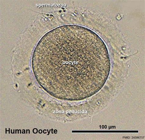 Zona Pellucida Embryology
