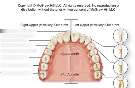 Teeth Diagram Quizlet