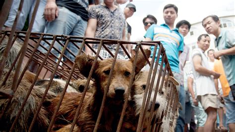 Chinese Eateries Hold Dog Meat Festival Amid Outcry