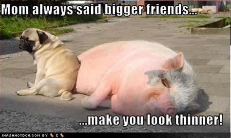 Funny Fat Dogs Images Funny Animal