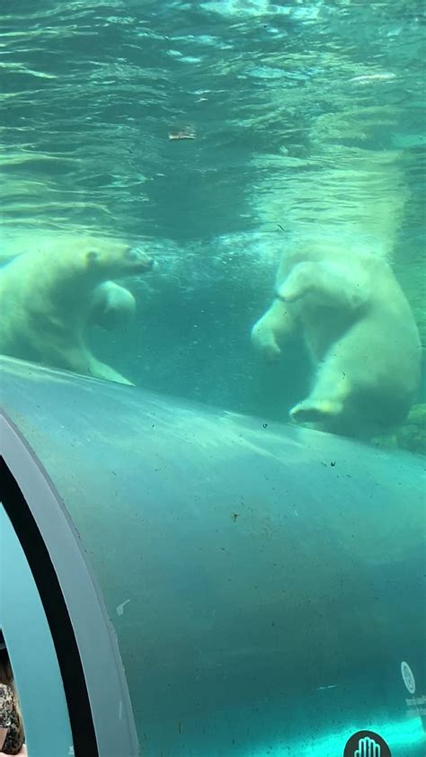 Polar Bears Play In The Pool