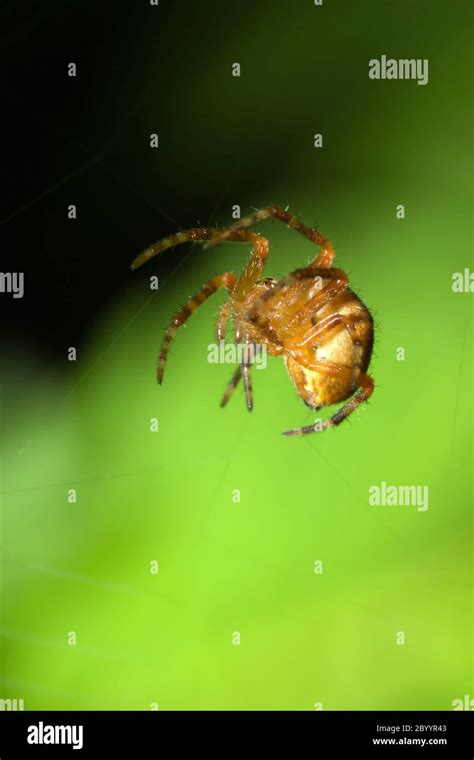 Female Cobweb Spider Stock Photo Alamy