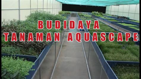 Lilaeopsis juga merupakan tanaman foreground yang memiliki keindahan dan kecantikan tersendiri. Budidaya Tanaman Aquascape - banyak jenis tanaman - YouTube