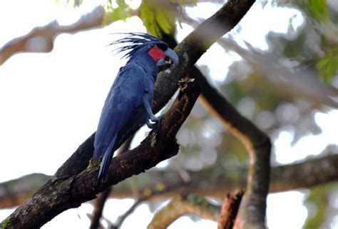 Bagi Burung, Pohon Adalah Segalanya - Mongabay.co.id : Mongabay.co.id