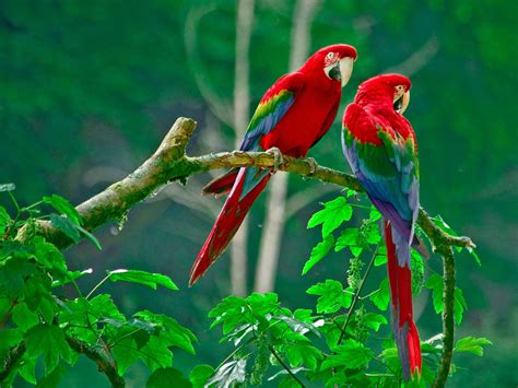 A Beautiful Couple Of Lorikeet Birds Wallpaper Hd