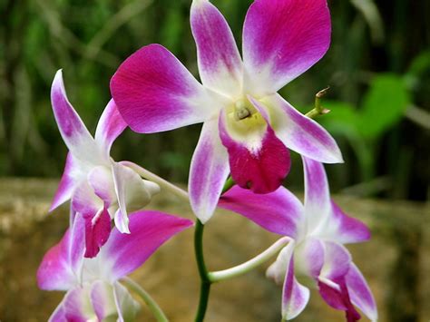 Rainforest Rainforest Orchids