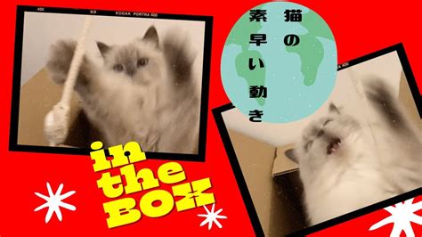 猫動画 猫の素早い動きが可愛すぎるw Quick Movement Of Catshorts Youtube