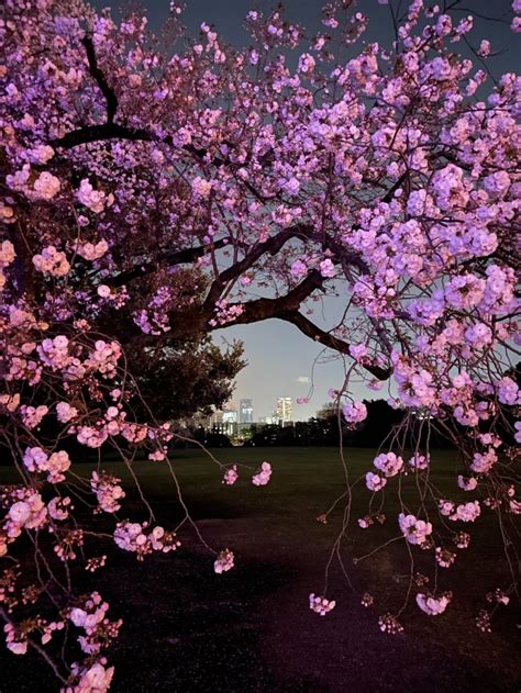 Naked Sakura Night Garden Shinjuku Tokyo Japane Topnews Media