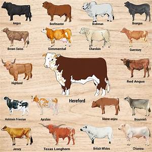 Popular Breeds Of Cow Chart Svg Png Birthday Gift Cow Bundle Etsy