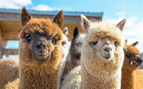 Las Alpacas En El Perú Machupicchu Luna Tours 🥇