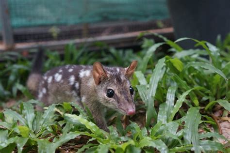 Australias Endangered Quolls Get Genetic Boost From Scientists The