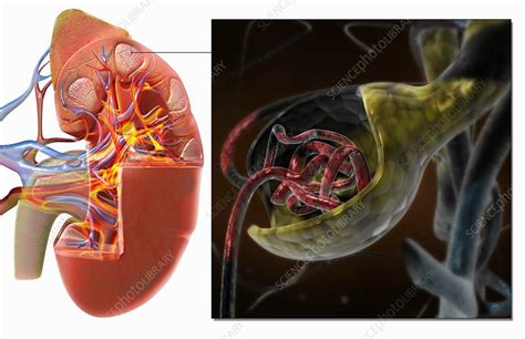 Kidney With Glomerulus Stock Image C0079495 Science Photo Library