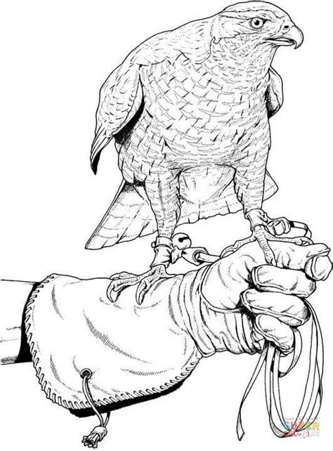 Hunting Falcon Coloring Page Free Printable Coloring Pages