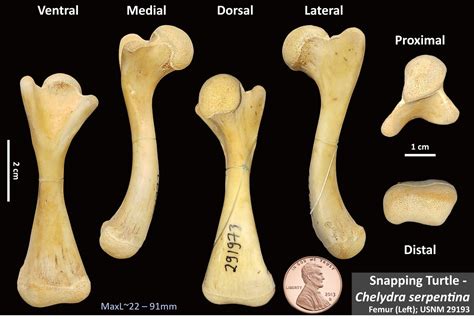 Bones Osteoid Bone Identification