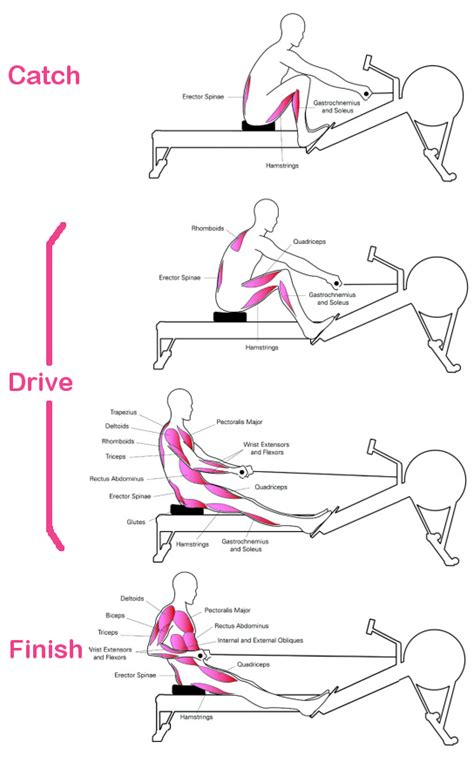 Rowing Muscles Used Rowing Workout Rower Workout Rowing