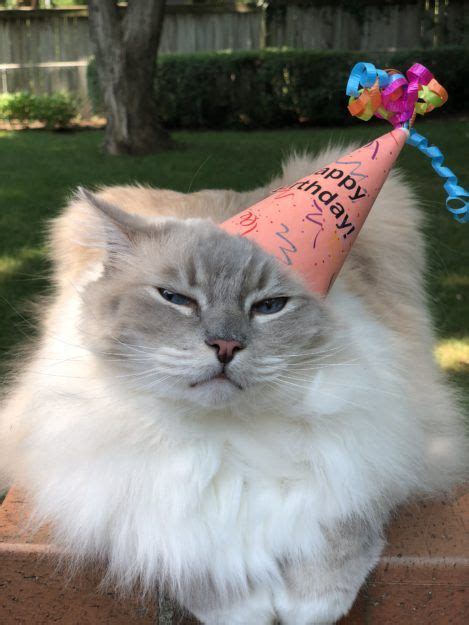 Birthday Hat Cat