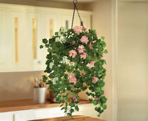 Check spelling or type a new query. Bloom Hanging Basket Pelargoniums Indoor Outdoor Garden ...