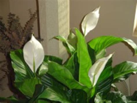 Lilies in the true lily and daylily families are very dangerous for cats. Best Indoor Plants