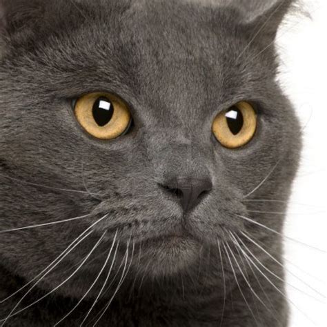 Collection 90 Pictures Grey Cat Breed With Yellow Eyes Superb 102023