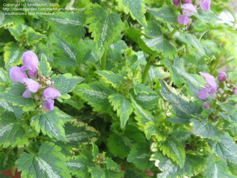 Find ghost spotted dead nettle (lamium maculatum 'ghost') in crown point northwest indiana st. PlantFiles Pictures: Lamium, Spotted Dead Nettle 'Anne ...