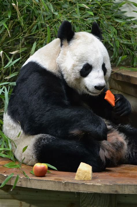 Giant Panda Tian Tian At Edinburgh Zoo In Scotland Ailuropoda