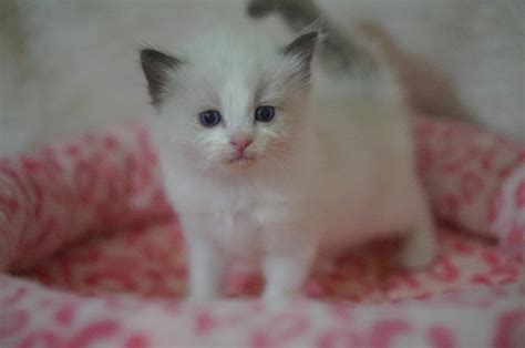 Seal Bicolor Ragdoll Show Quality Female Ragdoll Kittens For Sale