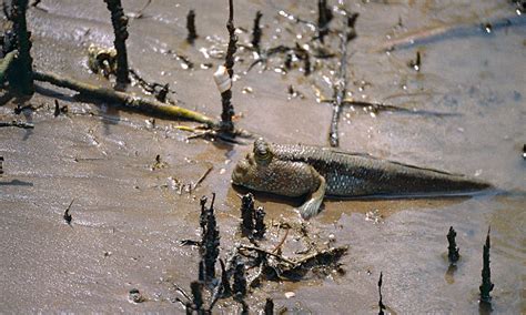 Mudskippers Are Fish Out Of Water