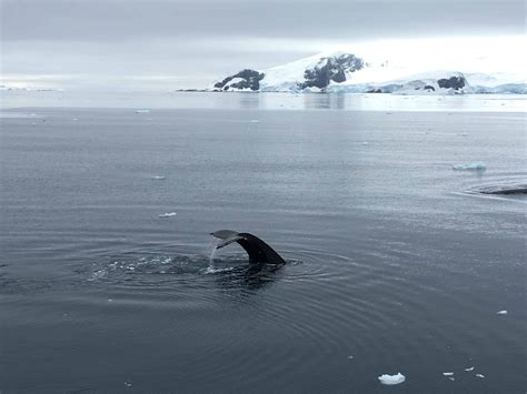 Antarctic Wildlife Getting Up Close And Personal