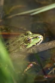 Select the water filter very wisely since it is. Common Pond Frogs - Help Your Pond