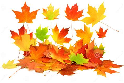 Fall Autumn Maple Leaves Stock Illustration Illustration Of Bright