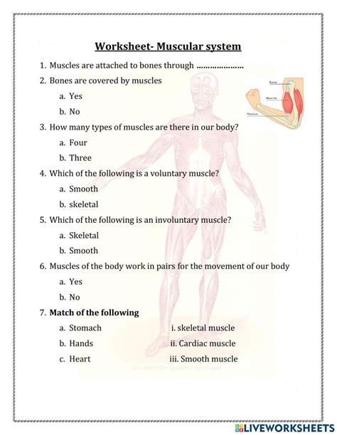 Muscular System Worksheet For Grade 5 Live Worksheets