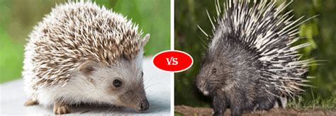 Porcupine Vs Hedgehog Fight Comparison Who Will Win