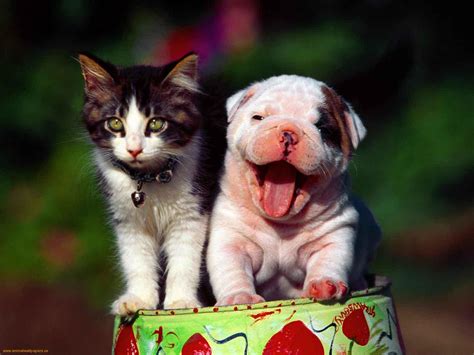 If you're thinking of adopting a new kitty. Cute Pictures of Puppies and Kittens Together