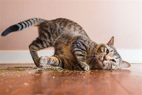 Photographer Captures Cats Enjoying Catnip And Its Hilarious With