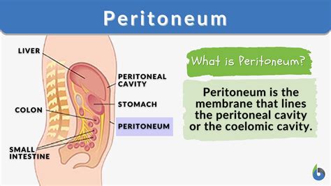 Peritoneum Definition And Examples Biology Online Dictionary