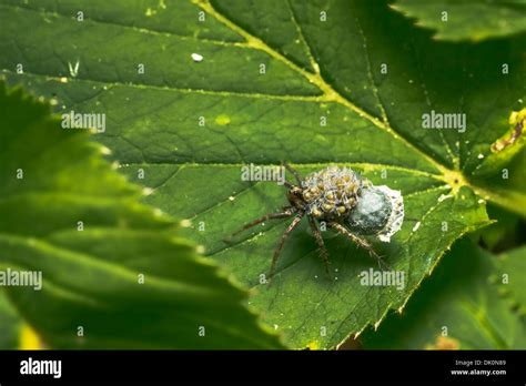 The Spider Garden Stock Photo Alamy
