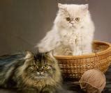 Online Pet Meds That Accept Care Credit