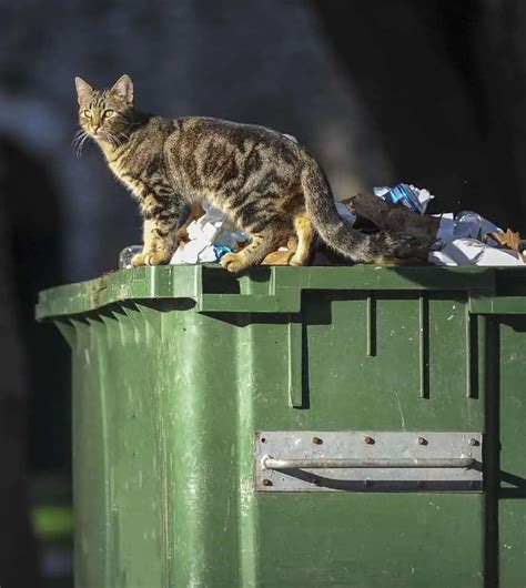 Feral Cats Why Neighborhood Cats And Feral Cats Deserve Care