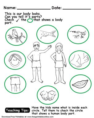 Free preschool body parts worksheet and body printables for preschoolers. Free Parts Of The Body Worksheet - Free Printable Online Blog
