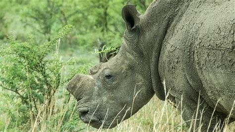Is There A Case For Dehorning Rhinos Cnn