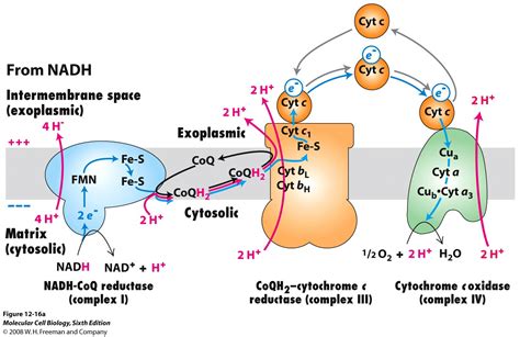 Cytochrome C Electron Transport Chain Images